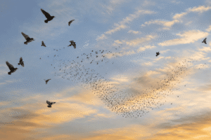 BLOG-Innate Intelligence, Homeopathy and Touch for Health