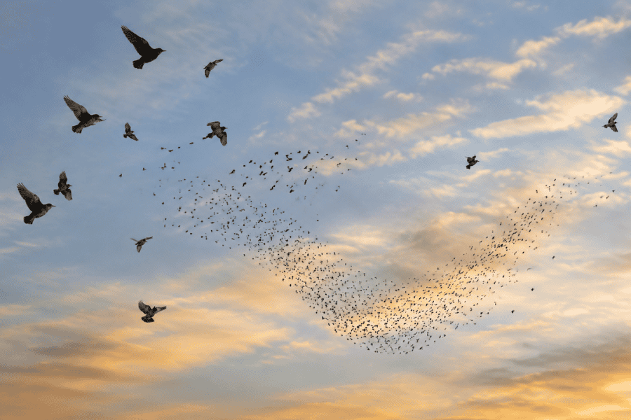 BLOG-Innate Intelligence, Homeopathy and Touch for Health